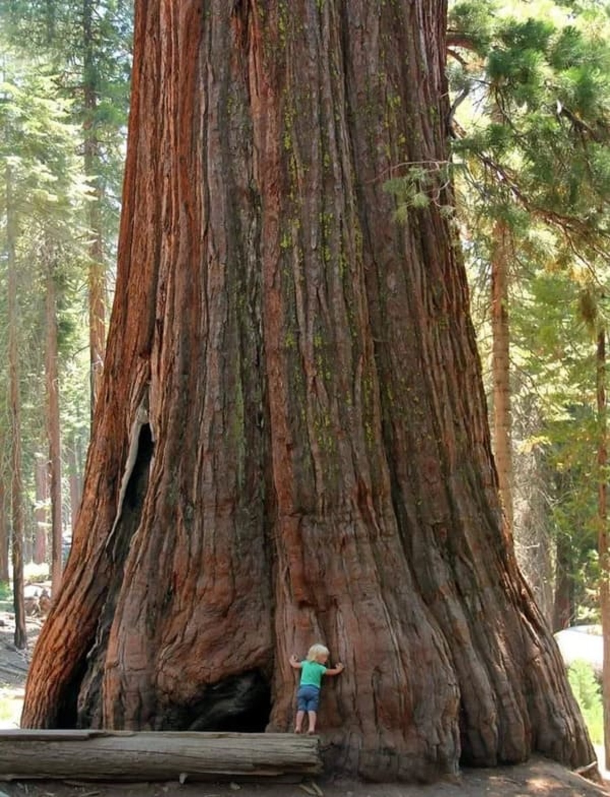 “It is Never too Early or Too Late to Hug a Tree. Photo by Anastasia Tveretinov.”