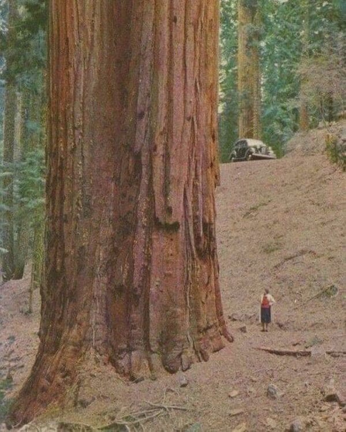 “Redwood trees”