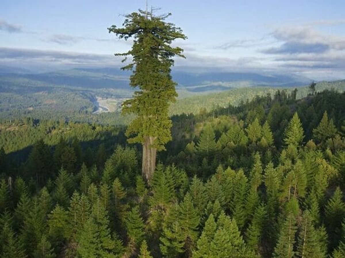 “Sequoia in a coniferous forest”