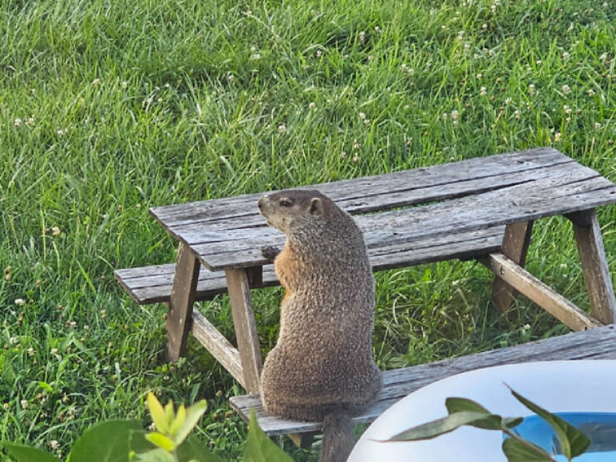 “The groundhog in our backyard likes our kid bench”