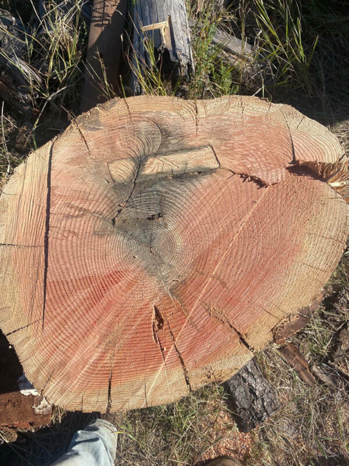 "This tree grew around a 2×6"