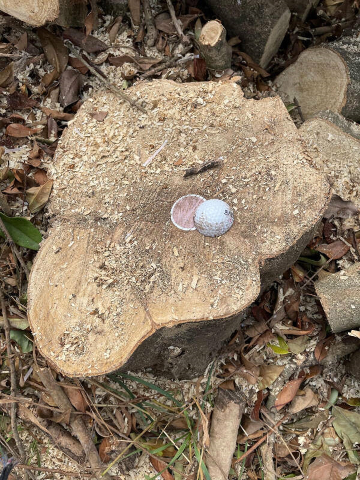 “Golf ball in neighbors tree”