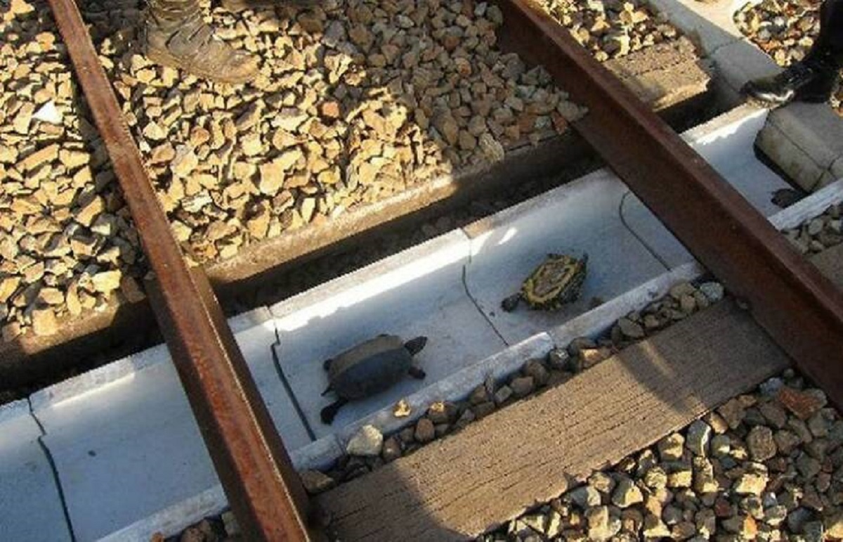 “Japanese rail workers built these special tunnels to help local turtles get home safely.”