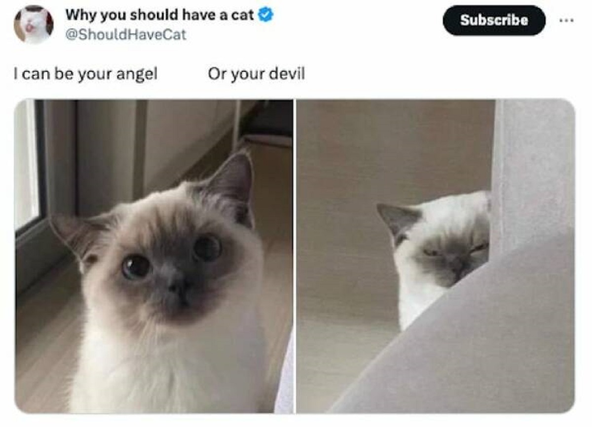 funny tweets - photo caption - Why you should have a cat HaveCat I can be your angel Or your devil Subscribe