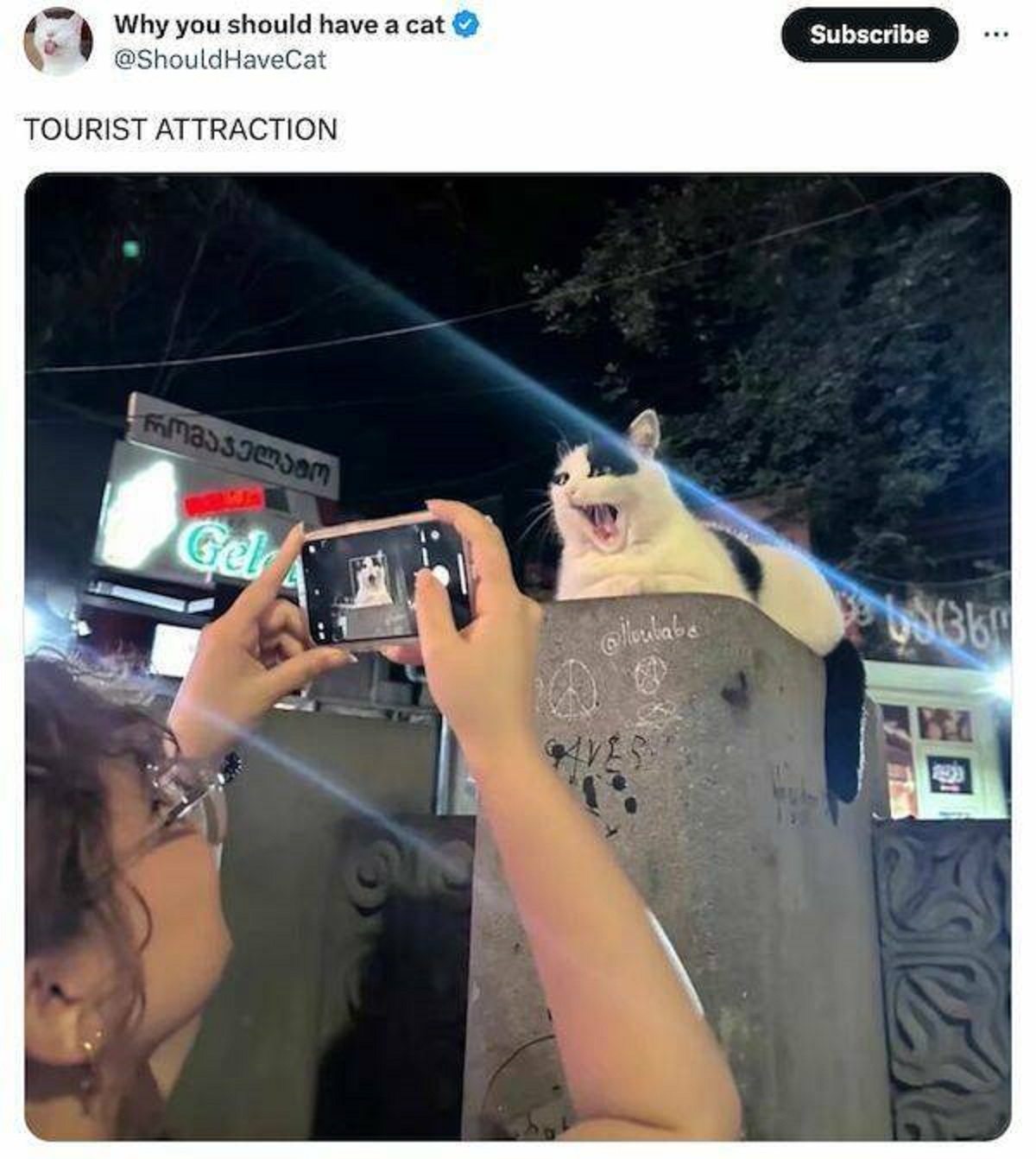 funny tweets - photo caption - Why you should have a cat HaveCat Tourist Attraction Gel Subscribe 68364 Este