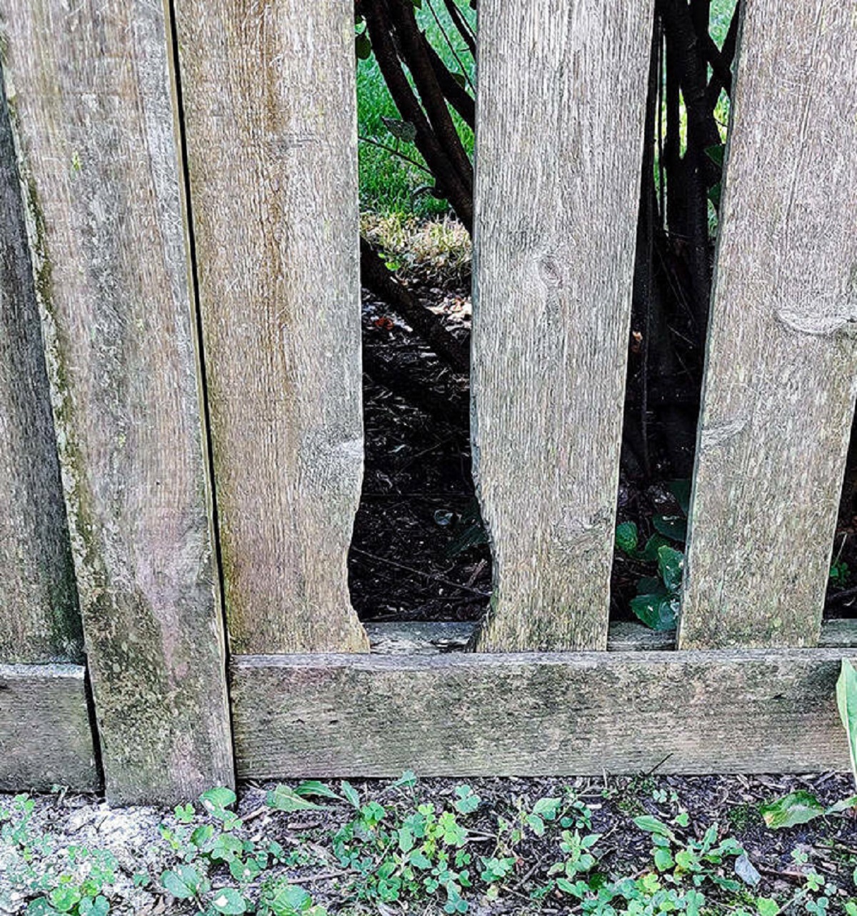 "Generations Of Bunnies Have Worn A Perfect Groove In My Neighbor's Fence"