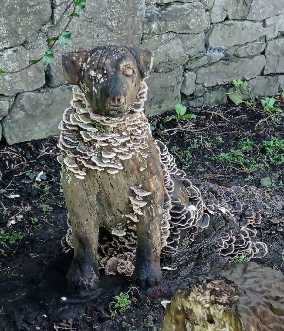"Wooden Dog Sculpture In The Local Park Got A Little Mycology Make-Over"