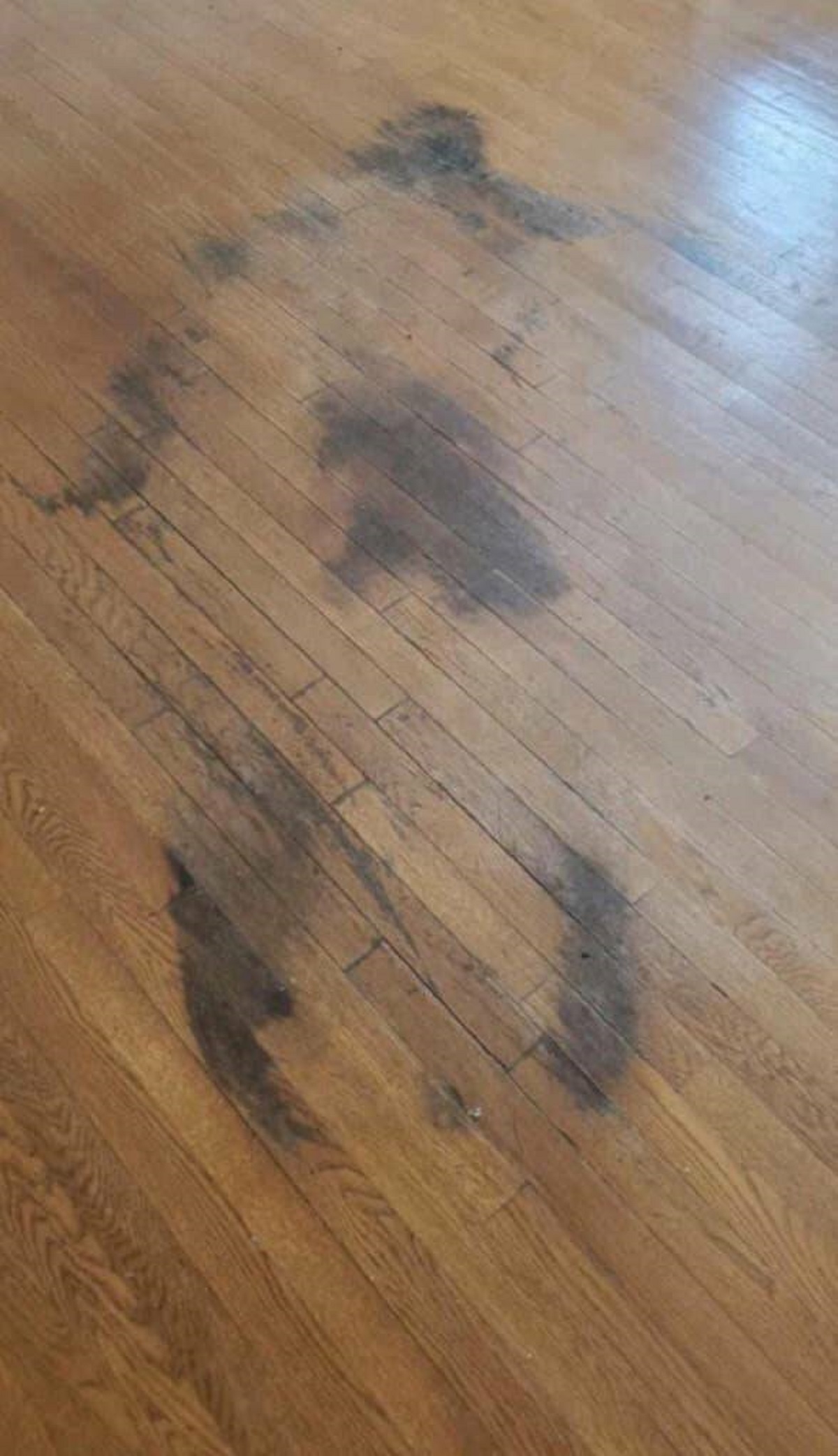 hardwood floor body stain