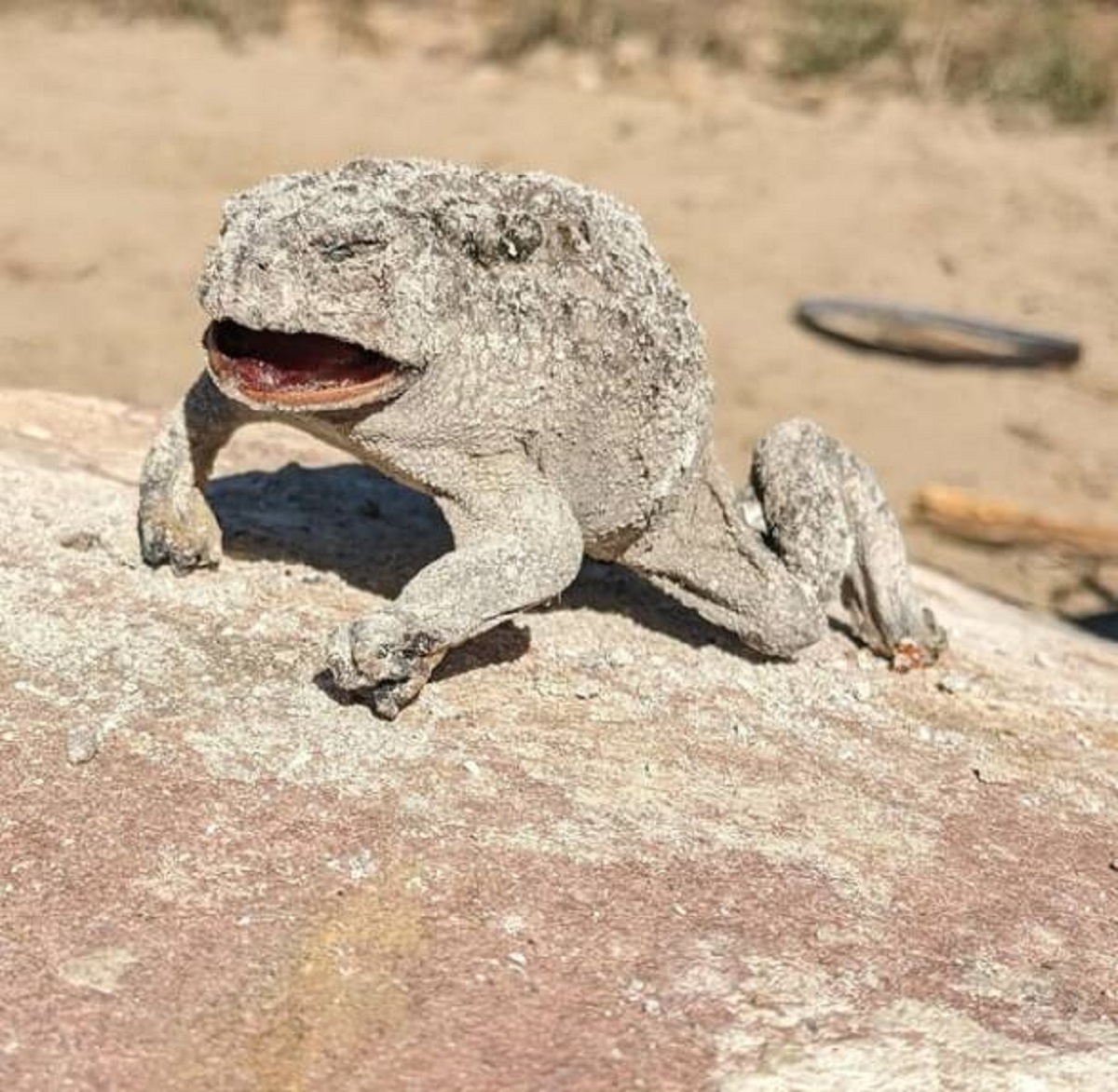 "This frog (toad) jumped in my campfire and got carbonized overnight"