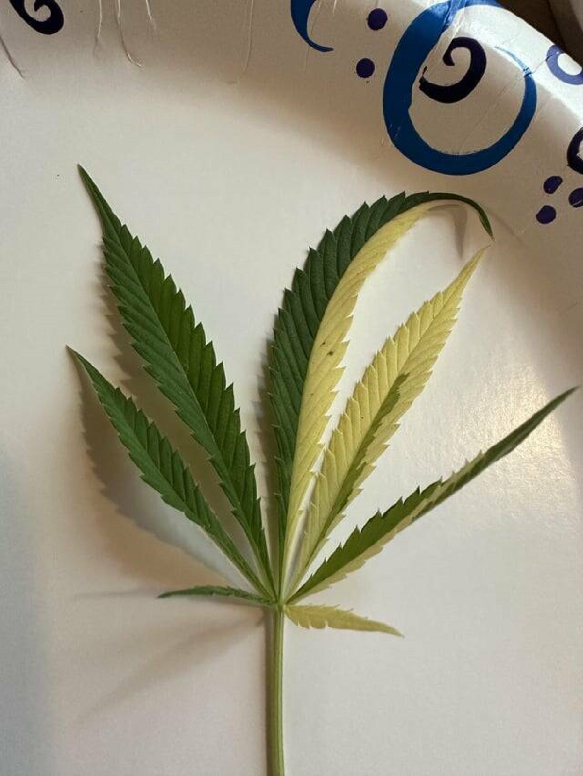 "This bi- colored leaf I found today"