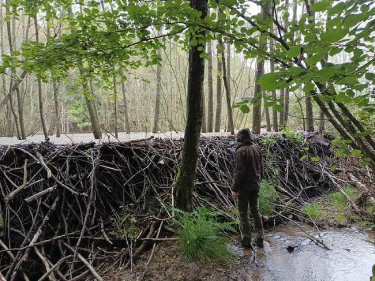 "A massive dam built entirely by beavers. A man for scale."