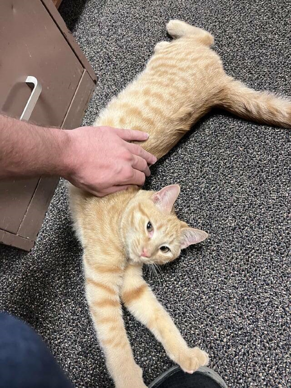 "The Ketamine clinic I go to has an office cat"