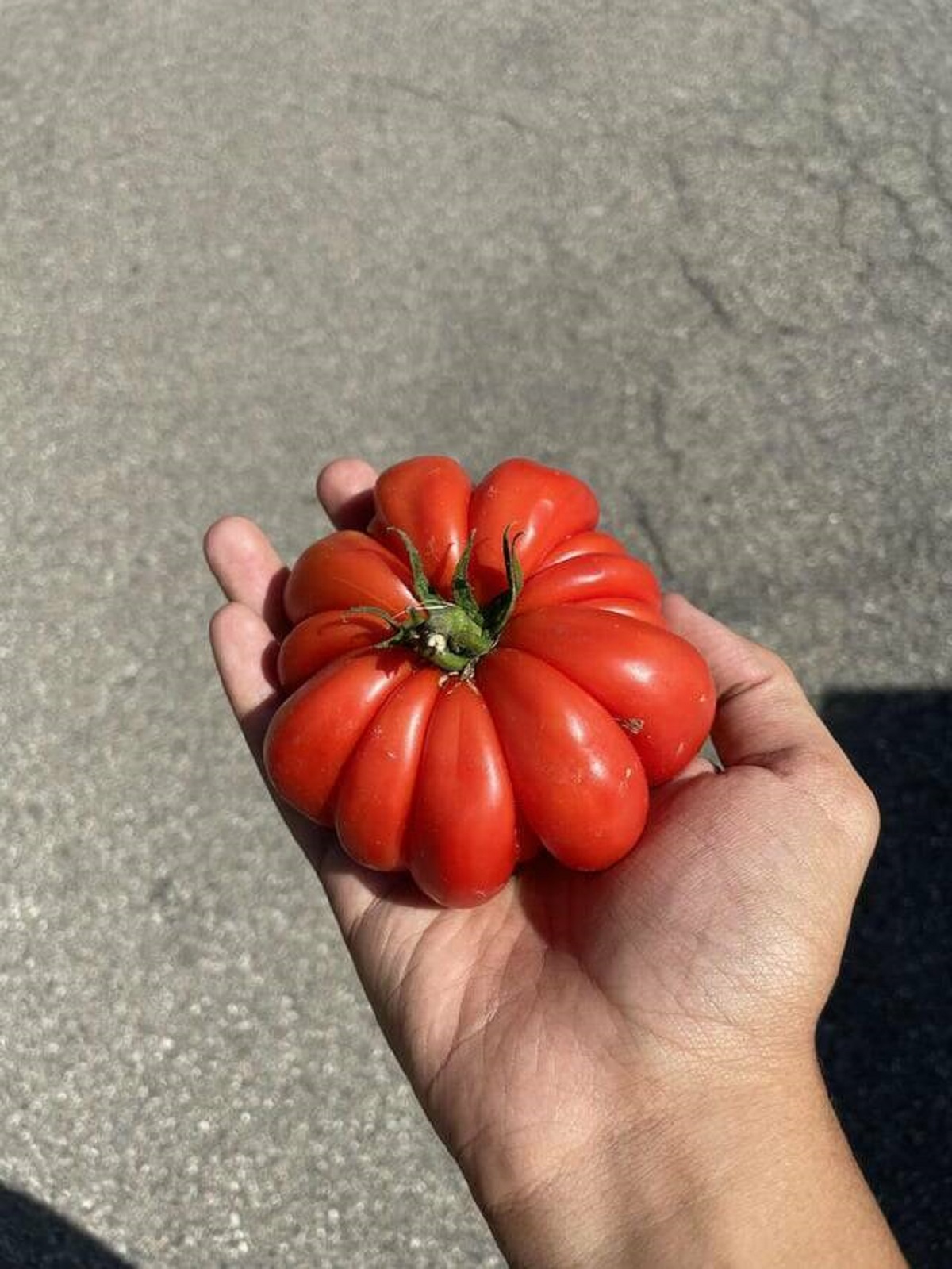 "This wrinkly tomato that grew in my garden"