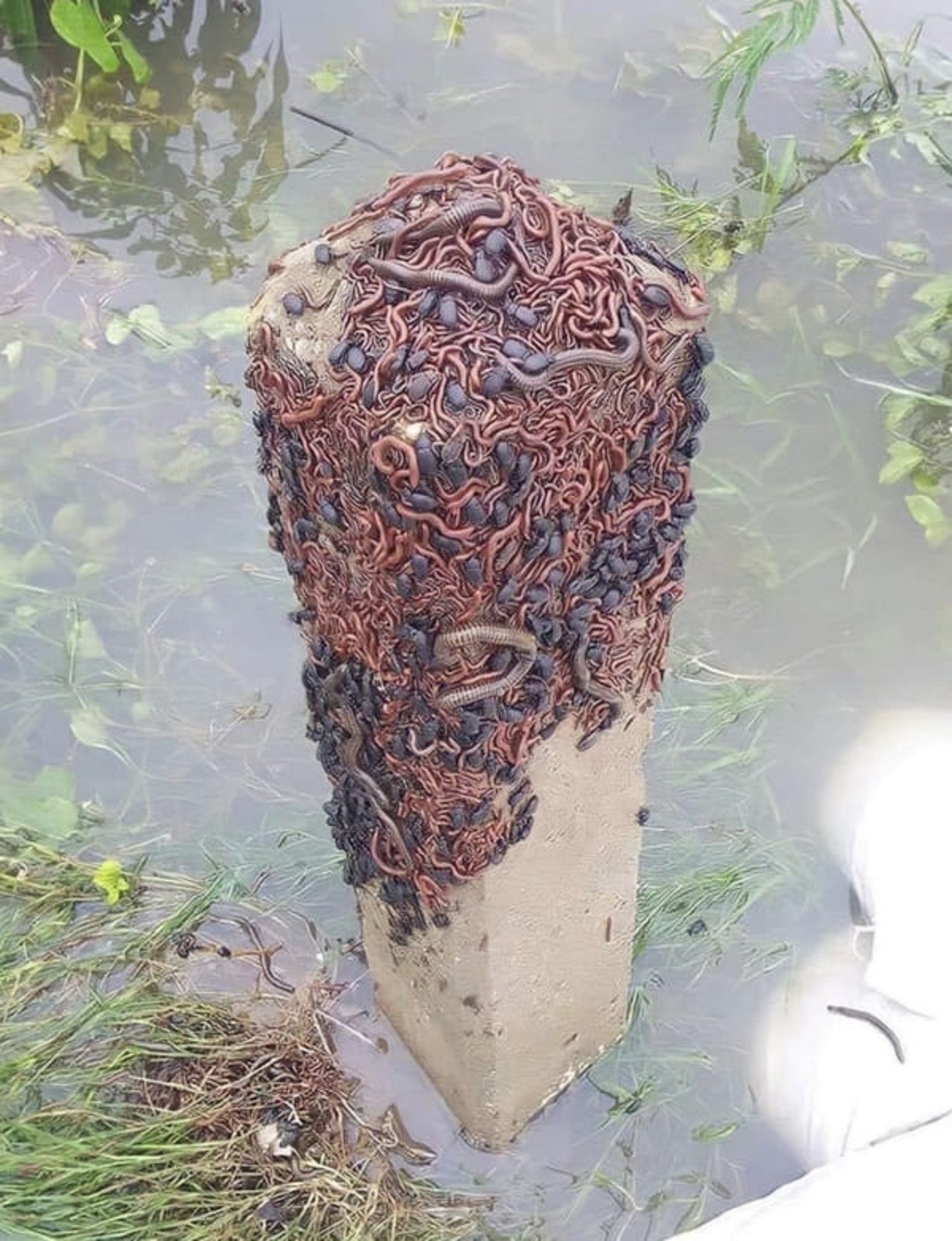 “Bugs that have collectively escaped a flood by climbing a wooden pole”