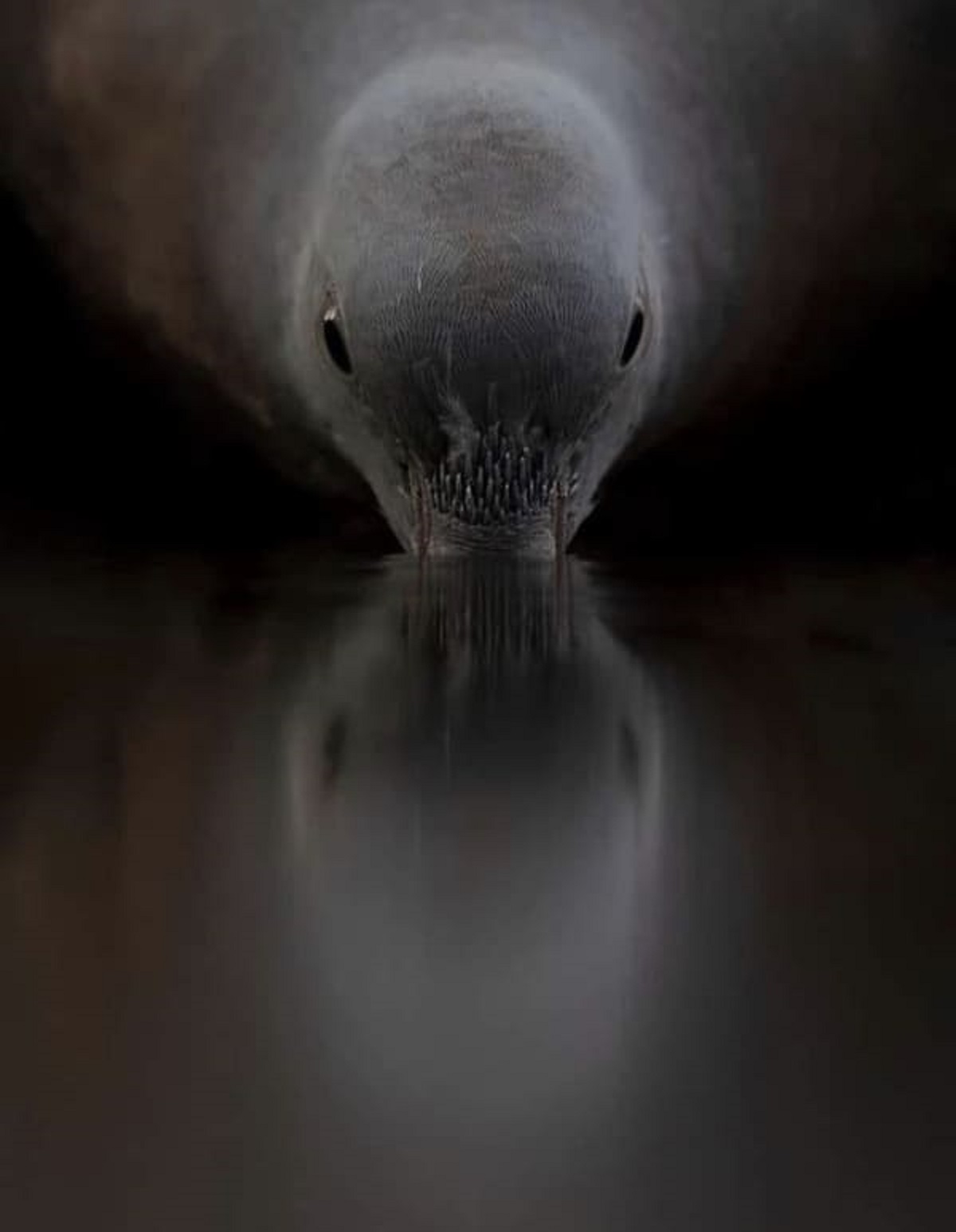 “A picture of a dove drinking water”