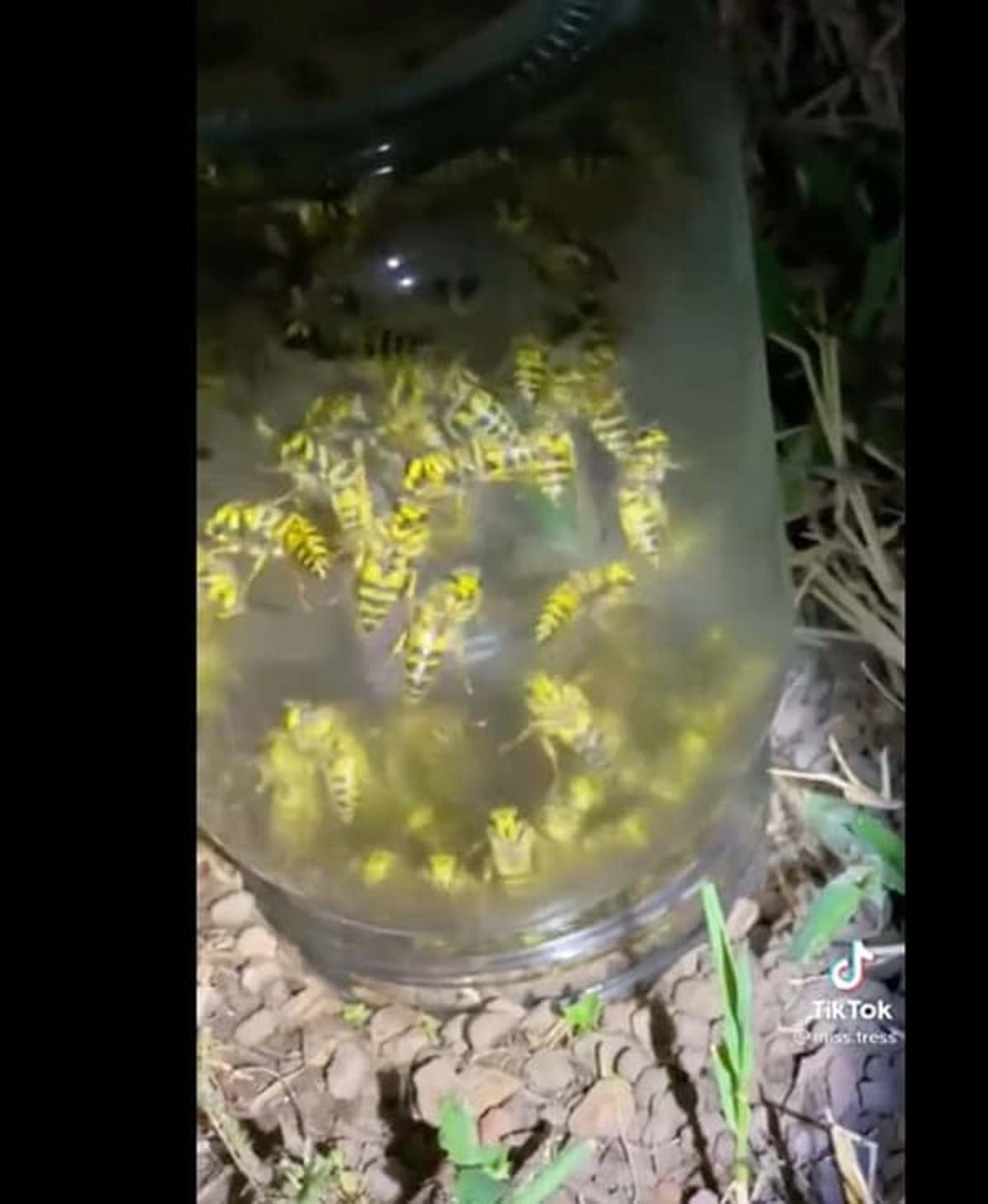 “Putting a jar over a yellow jacket nest”