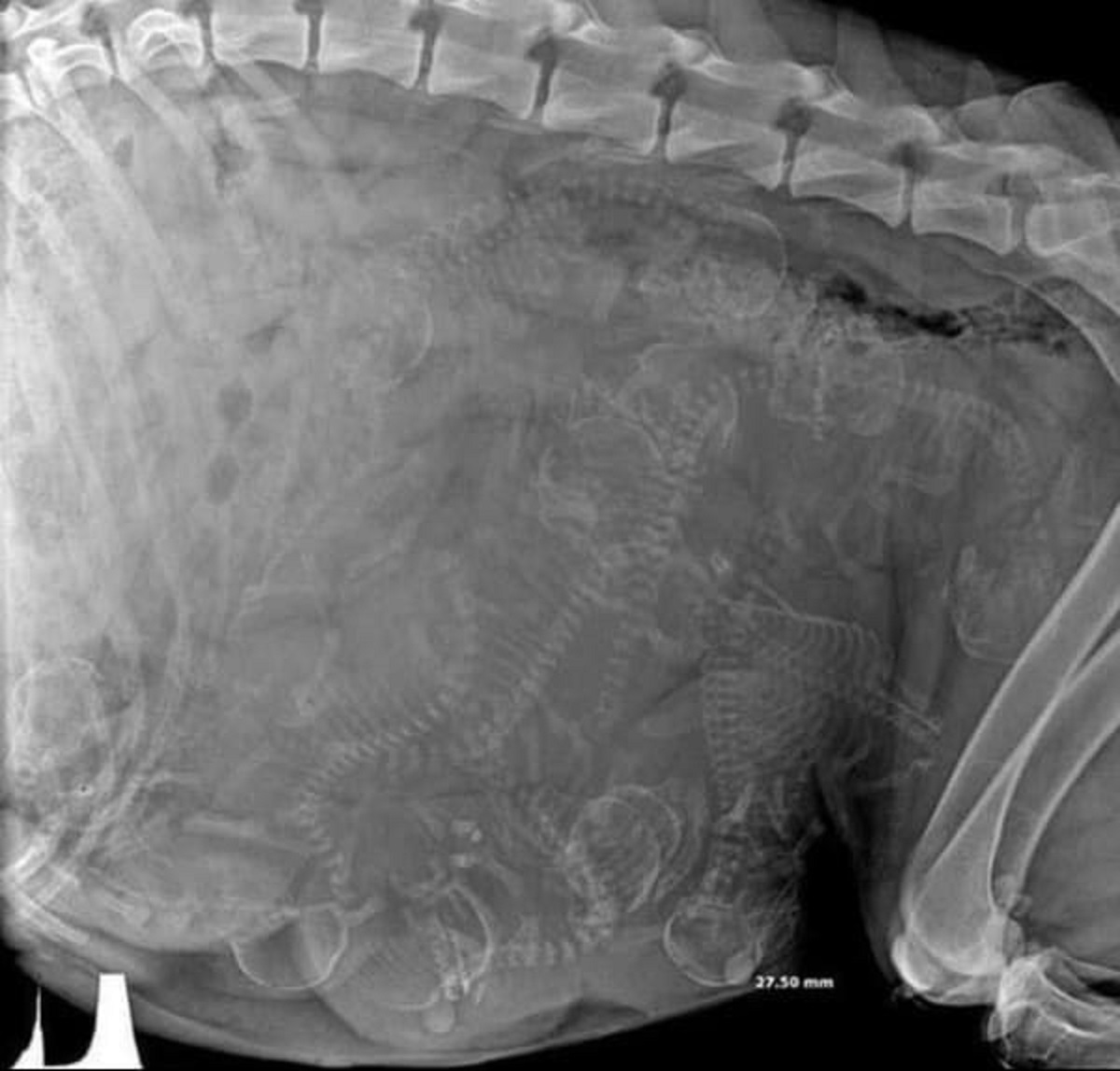 “An X-ray of a pregnant dog”