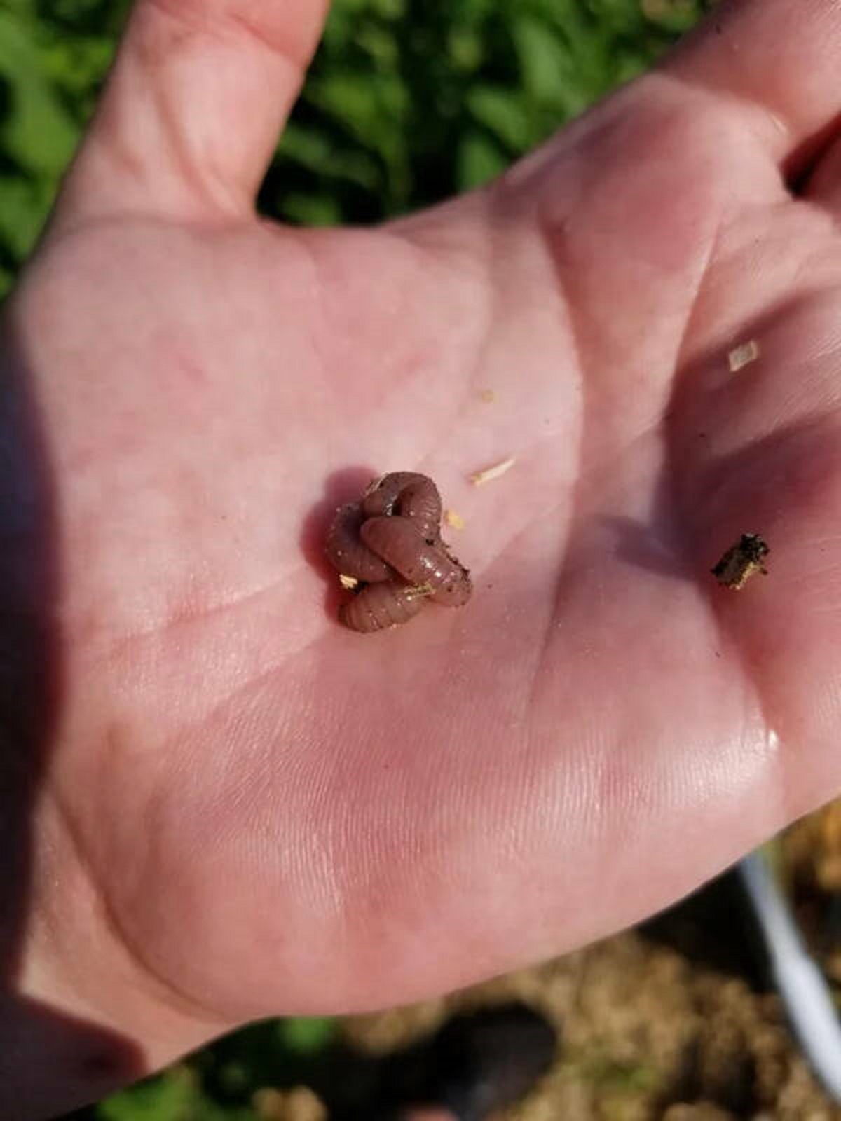 "I found a worm that tied itself into a knot."