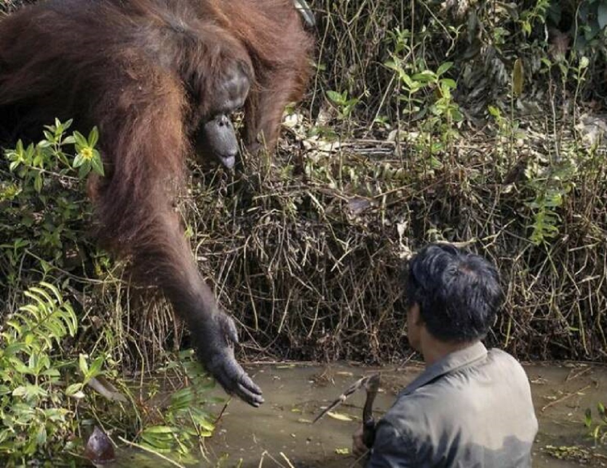 "This Wild Orangutan Tried To Save A Man From A Snake Infested Pond Believing That He Was In Danger. The Man Was Actually There To Remove Snakes From The Pond To Keep The Apes Safe. This Ape Made Repeated Attempts To Help The Man, By Reaching Out His Hand"