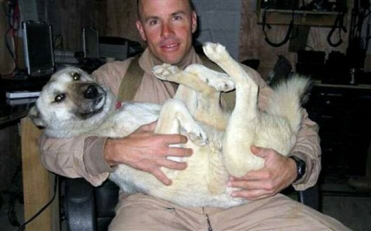 "In 2007, Us Marine, Brian Dennis Befriended A Stray Desert Dog Called Nubs In Iraq. After The Dog Was Stabbed With A Screwdriver, The Marine Nursed Him Back To Health"

"The two developed such a bond that when the unit left, Nubs picked up the scent and walked 70 miles through Iraqi desert warzone to be with him.

Nubs' miraculous journey forced the Marine's hand, and Dennis and his fellow Marines unanimously decided to keep the animal, building a doghouse at the camp.

When two military police officers told Dennis the dog could not stay at the camp, he decided the only way to properly keep the animal was to get it to the United States.

Dennis' family and close friends helped raise $3,500 to fly the dog to San Diego."