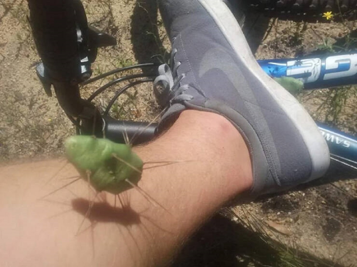 “Saw my first ever Mississippi cactus. Flung right off of my bike tire and into my leg. Bloody leg and a flat tire.”