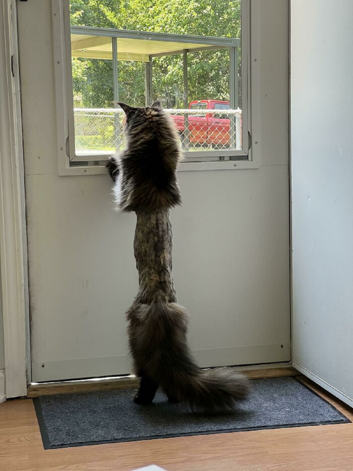 My Friends Cat Got Shaved At The Vet And Now She Looks Like A Game Of Exquisite Corpse