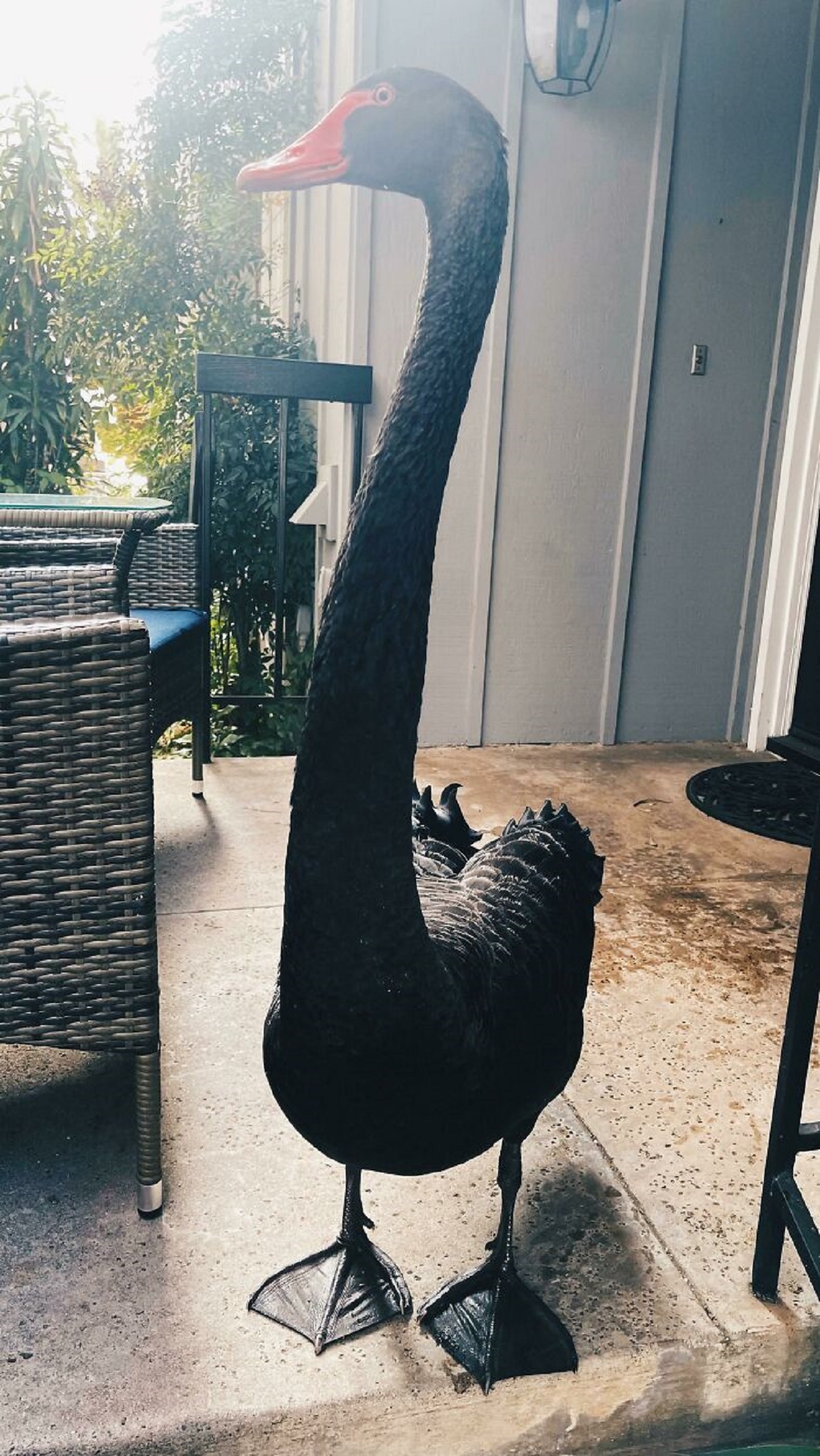 Woke Up To A Swan Peering Through My Front Door