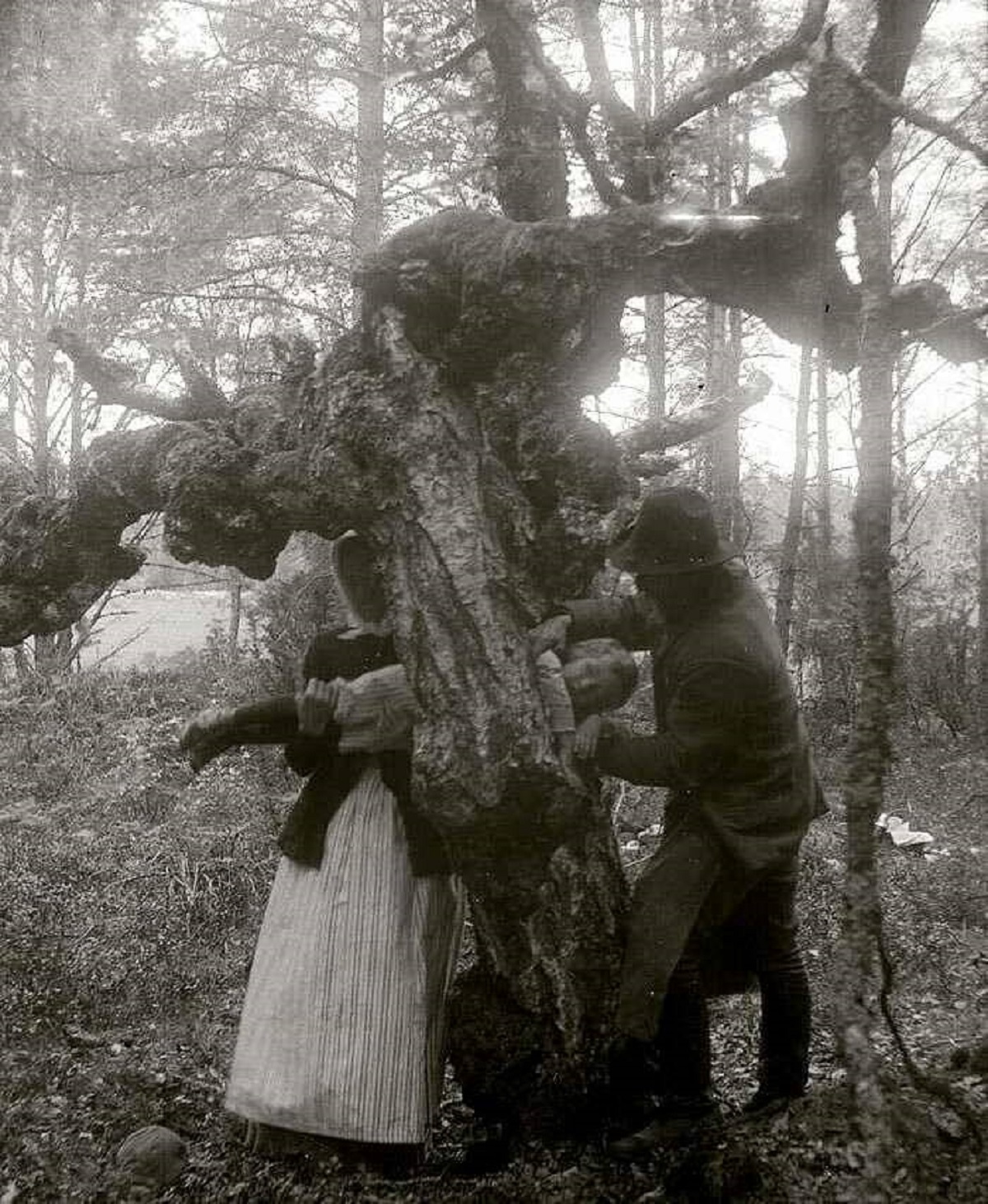 "Parents Attempt To Heal A Child Suffering From Rickets By Dragging Him Through A Healing Tree. 1918"