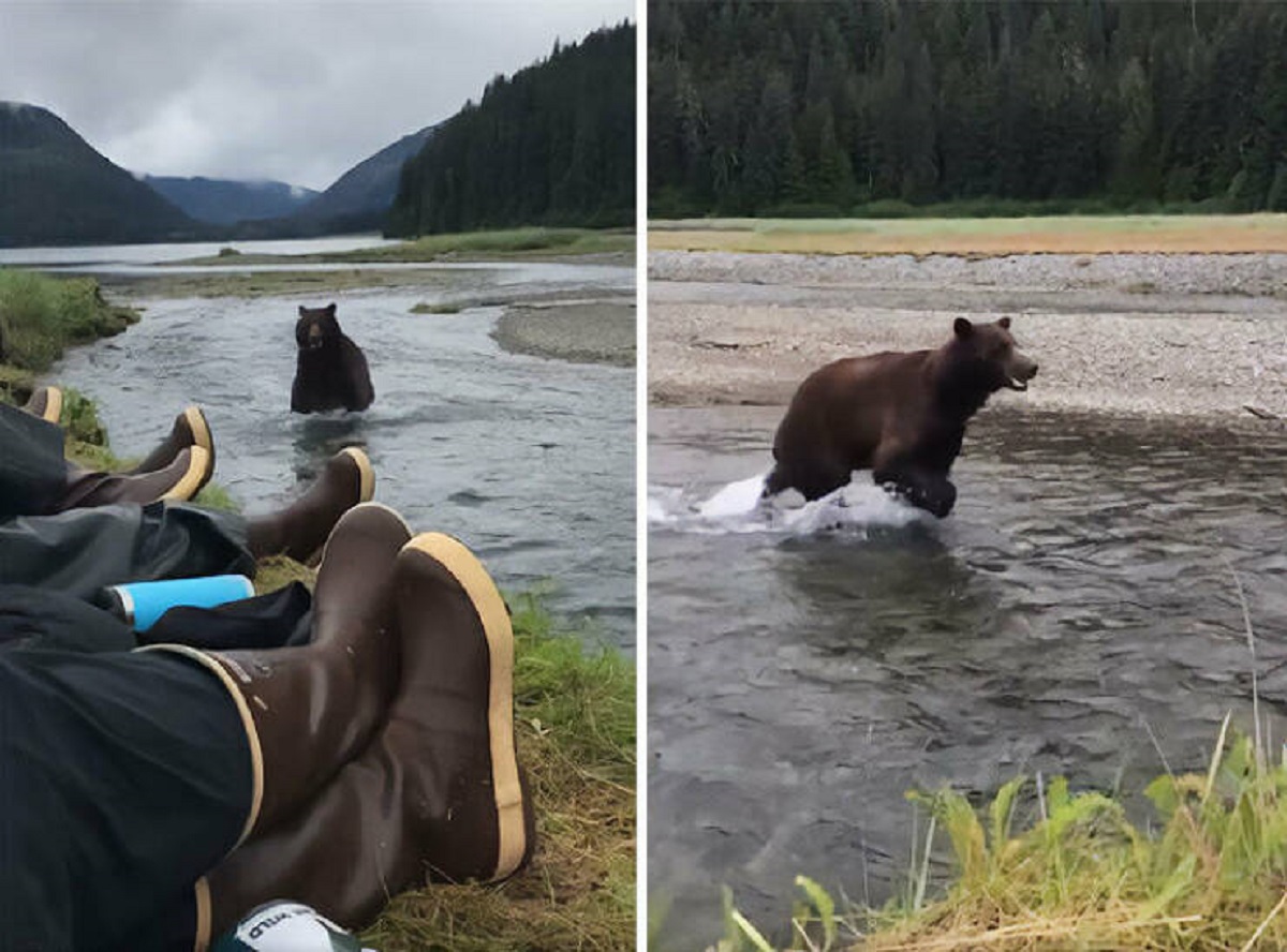 "A Bear Running Upstream, A Little Too Close"