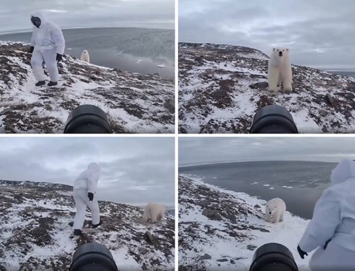 "This Photographer Is Playing A Potentially Deadly Fight Or Flight Game With Polar Bear"