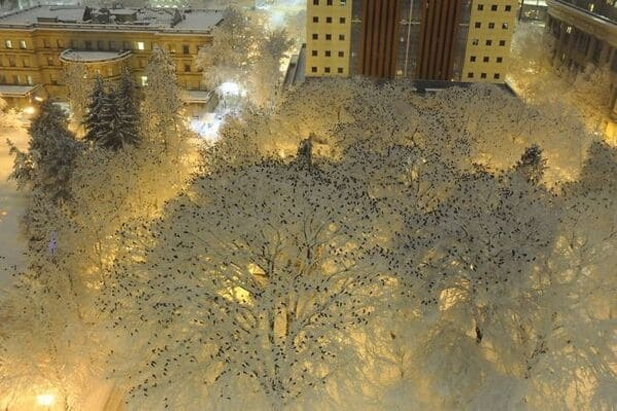 “What Hundreds Of Crows Roosting In The Snow At Night Looks Like”