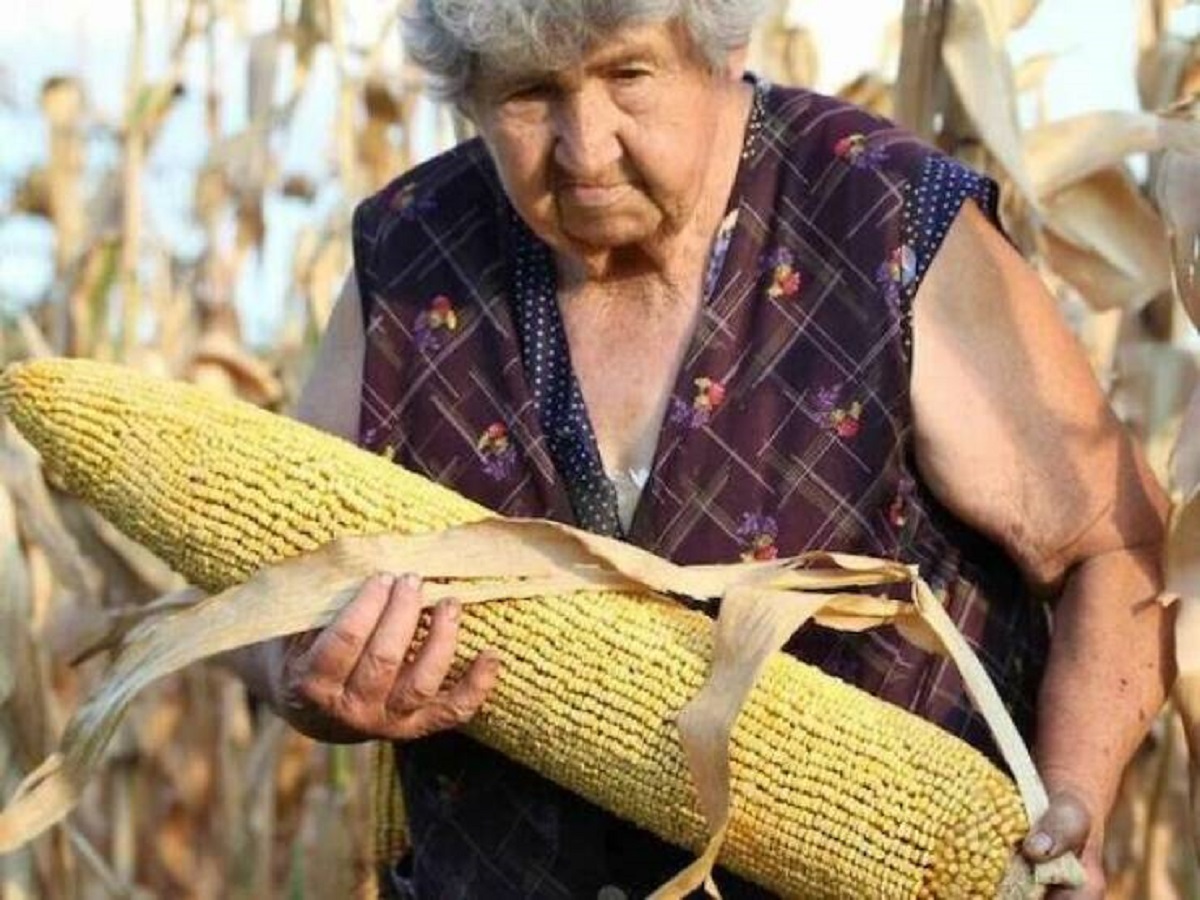 giant corn