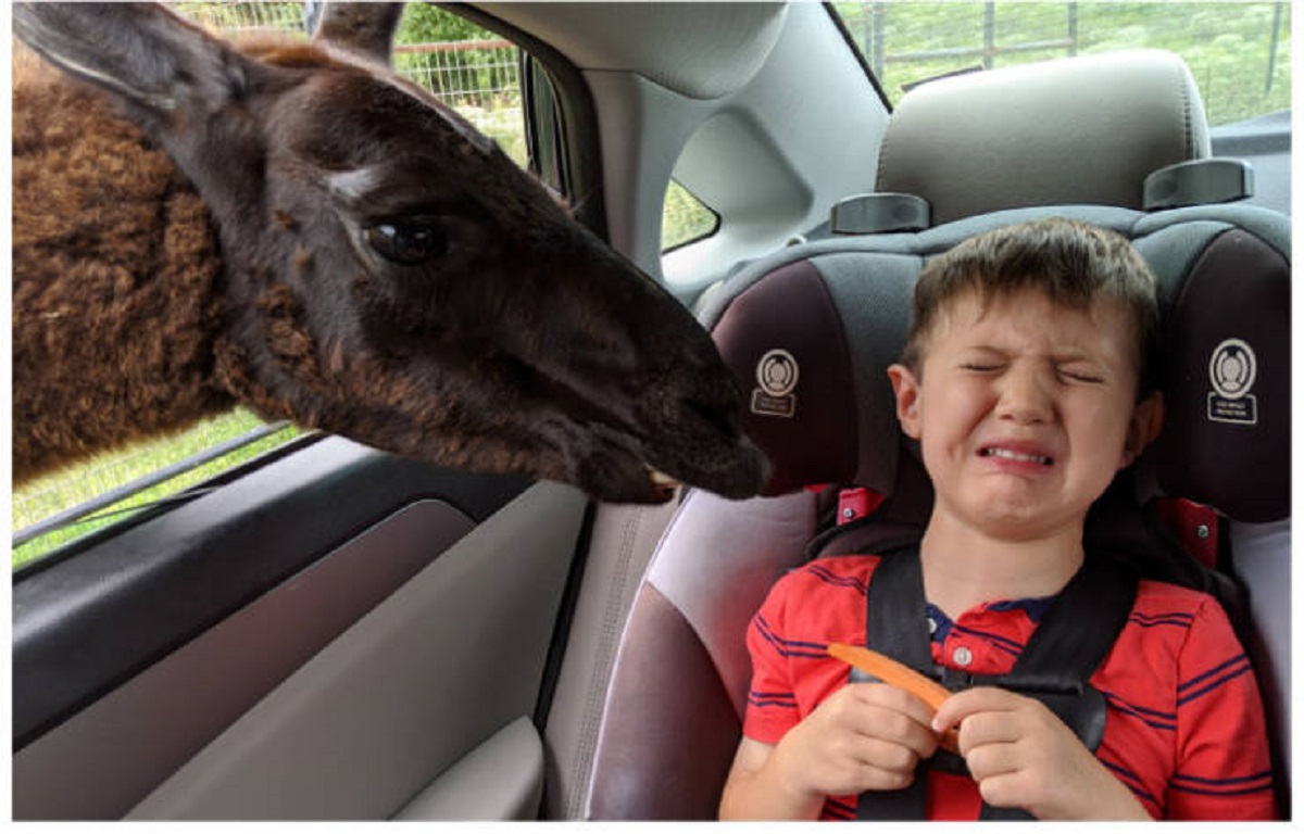 “My kid during his birthday safari”