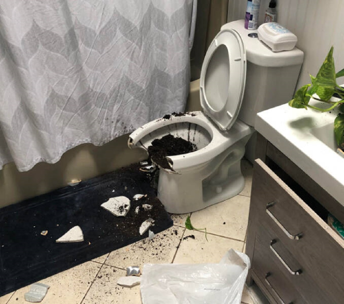 “Wife bought a new plant pot and put it on the shelf over the toilet. And an hour later, we heard a crash...”