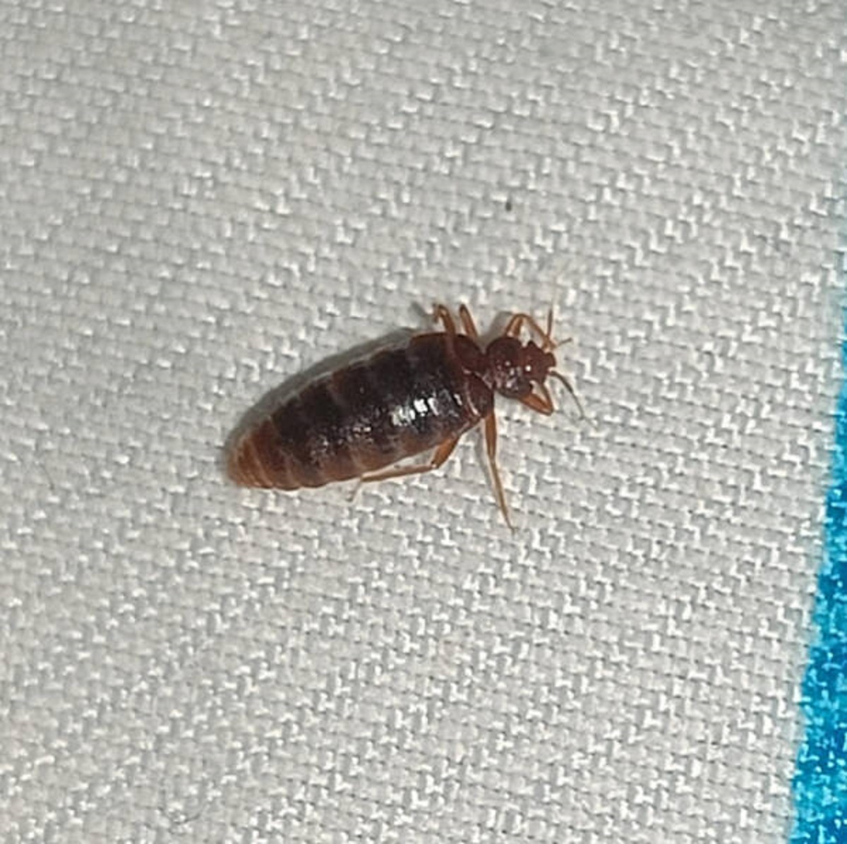 “Went to bed in a new rental and happened to notice a dark moving spot as I was about to fall asleep, turned on the light and saw this crawling on my bed.”