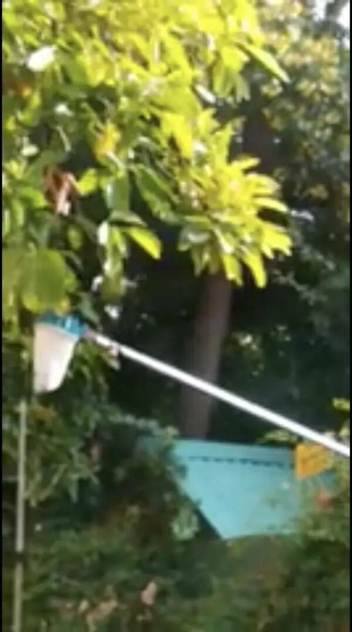 This person's neighbor keeps trying to steal avocados from their tree by leveraging a net over their fence: