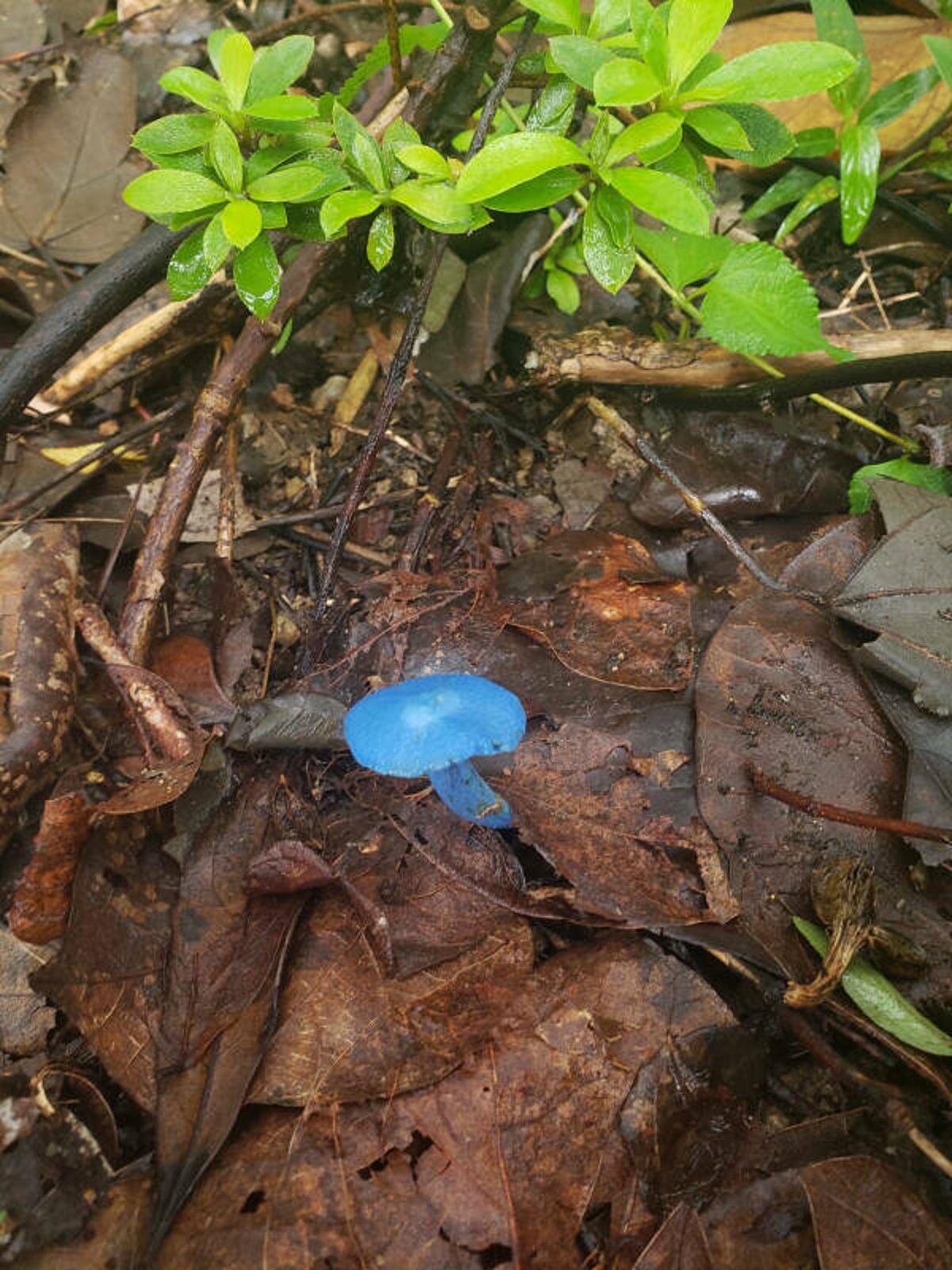 “I came across a blue mushroom”