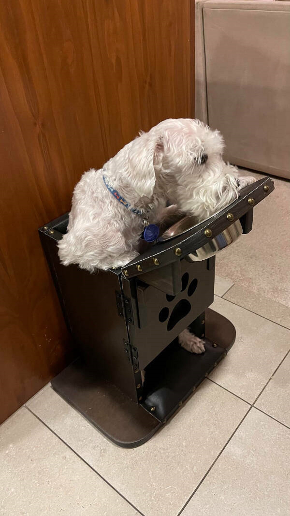 “My friend’s dog has megaesophagus so they feed him upright in a special chair.”