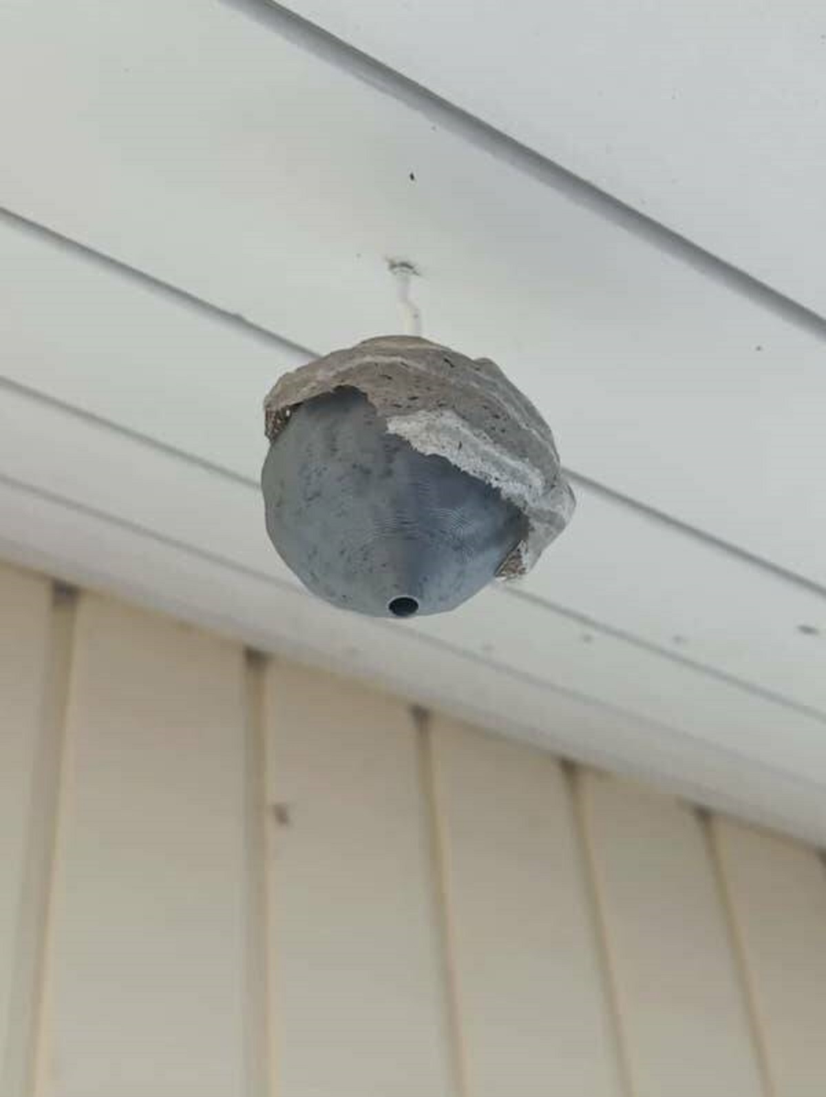 This person, who tried to outsmart the wasps by putting up a fake nest to deter them......only for them to start building a real nest right on top of it: