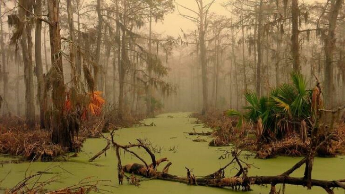 "Subtropical Swamp In Louisiana, USA"