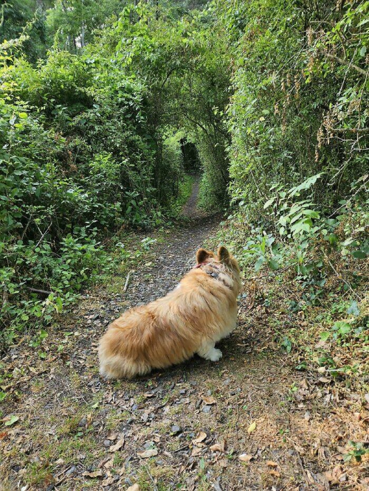 "My Dog Was Pretty Nervous About Heading Down This Trail For Some Reason"