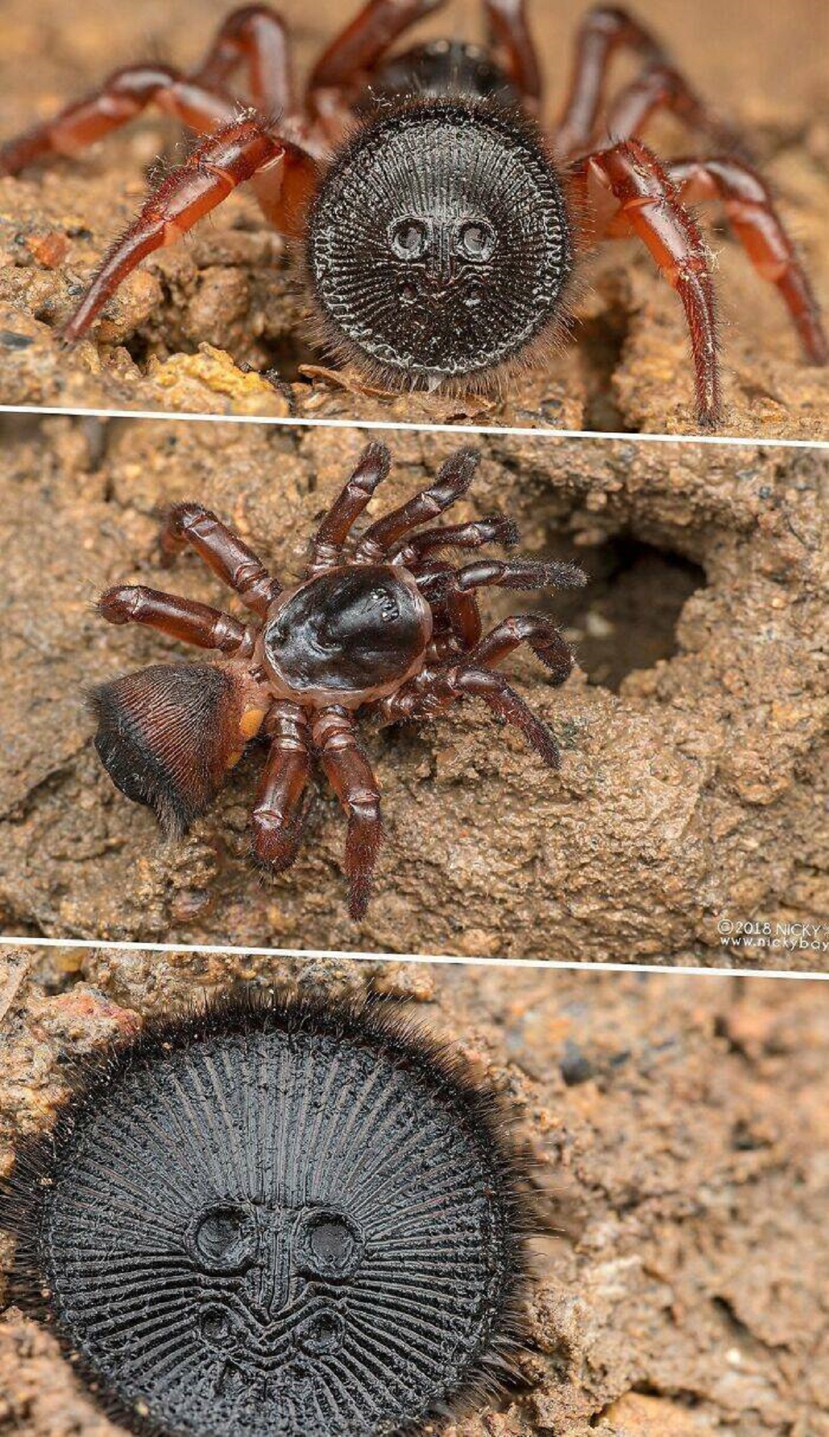 "The Cork-Lid Trapdoor Spider. If You See What Looks Like An Ancient Coin Buried In Sand, Leave It Alone"
