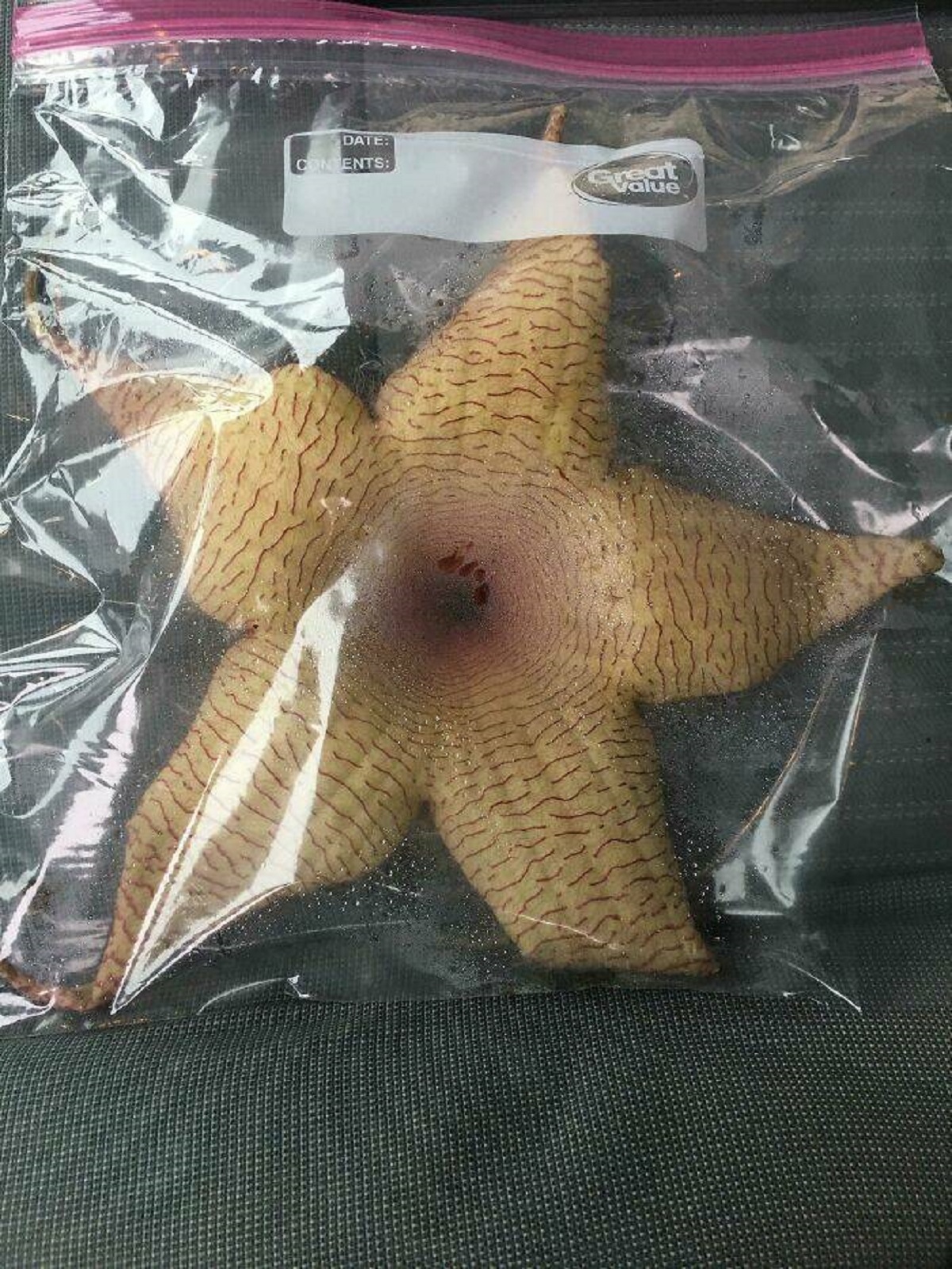 "Our Hr Team Just Received A Stapelia Flower As A Thank You From A Candidate. There's A Note Warning Not To Touch It Because It Will Sting And Not To Smell It Because It Smells Like Rotten Flesh"