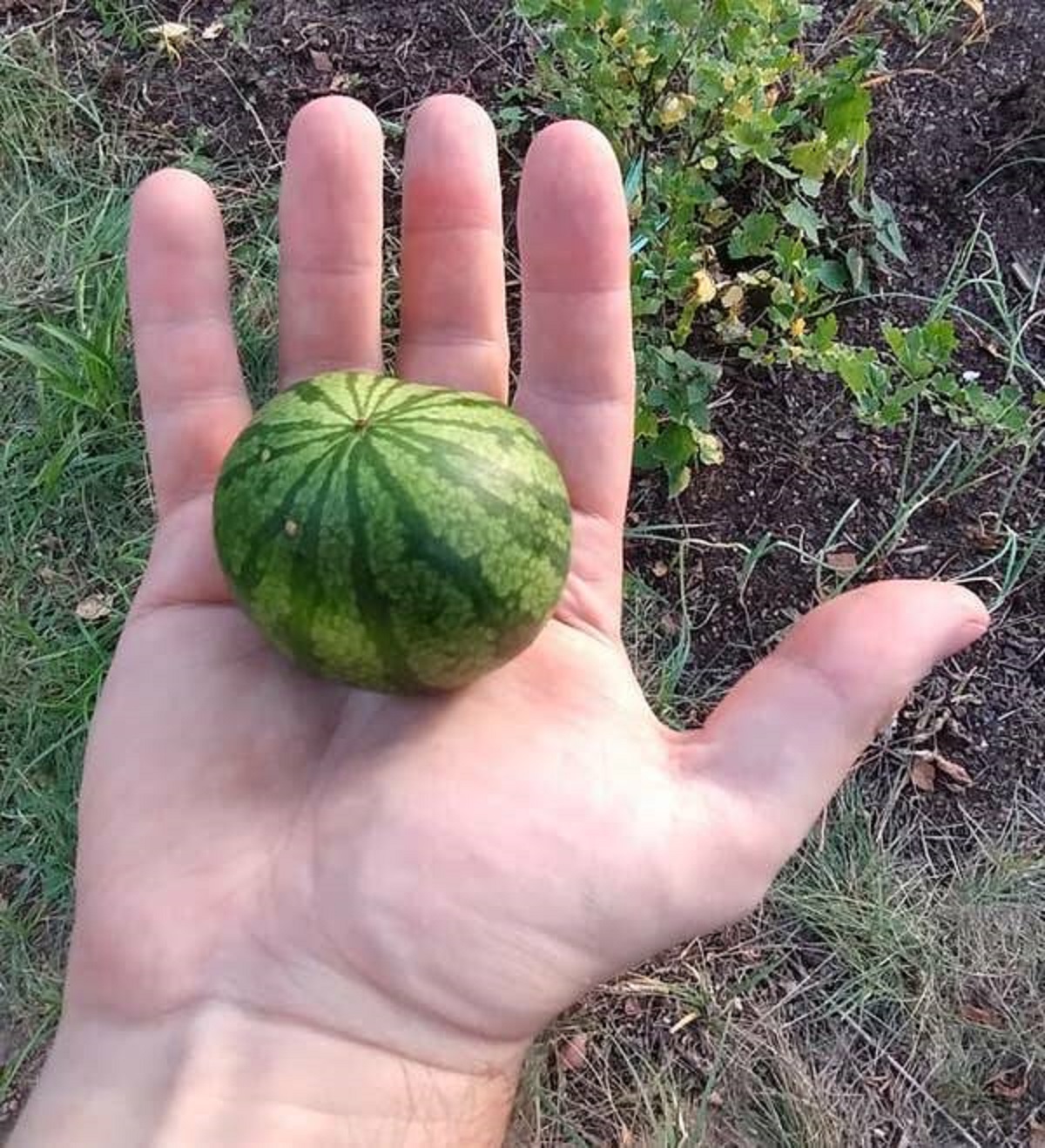 Watermelons...watermelons can be very, very tiny: