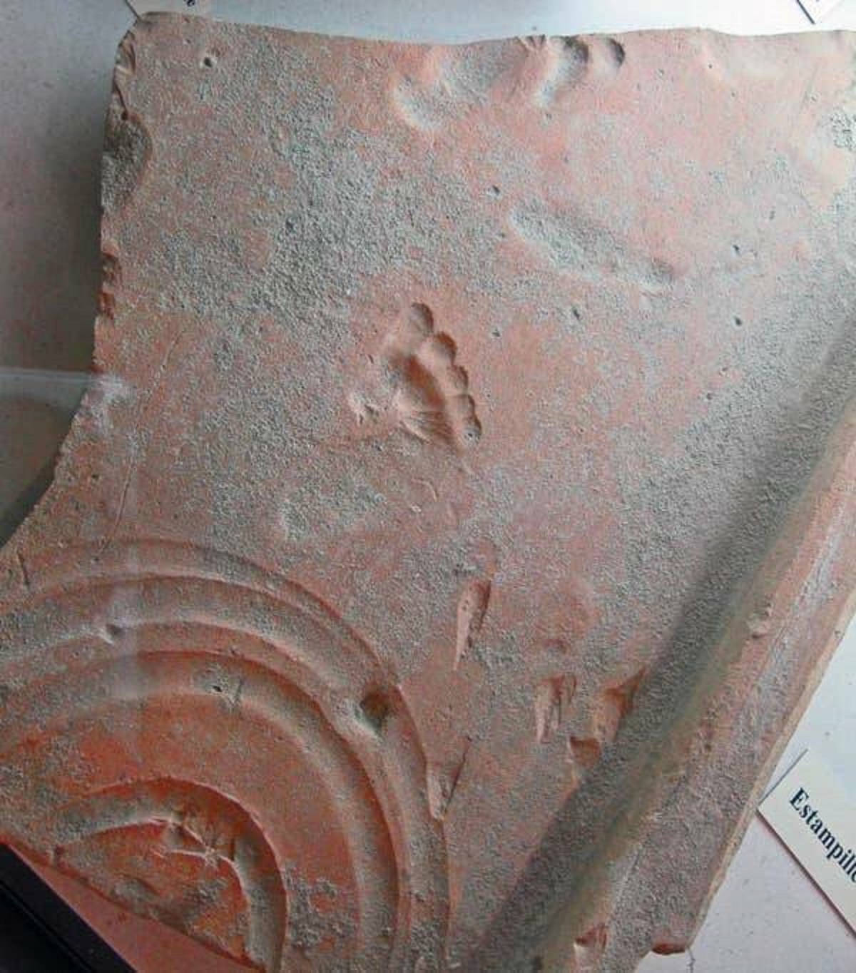 Over 2,000 years ago, a child living in ancient Rome made this footprint in a clay tile while it was drying.