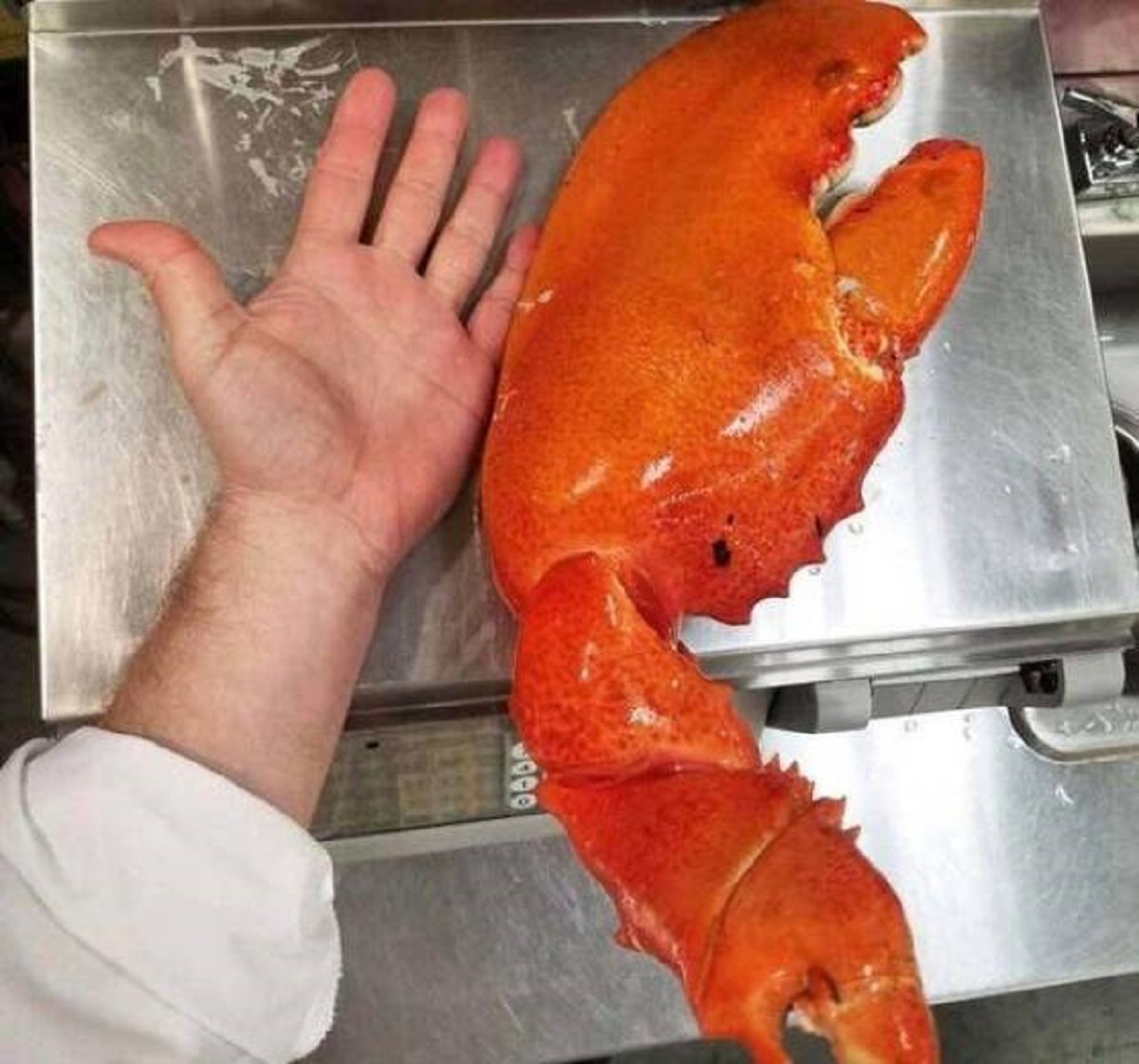 Speaking of gigantic animals, check out the size of this here lobster claw: