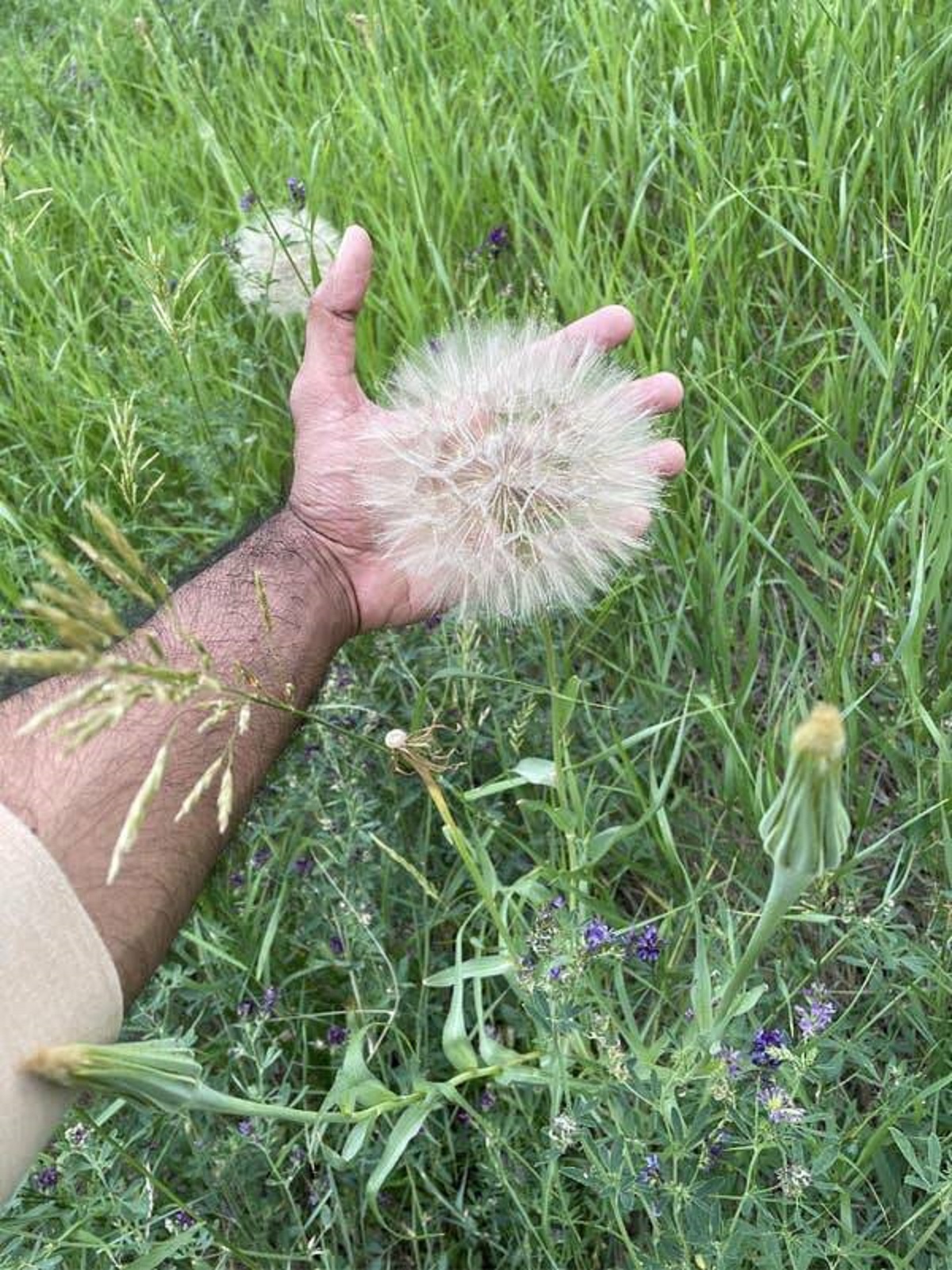 And dandelions, my friend...dandelions can be huge: