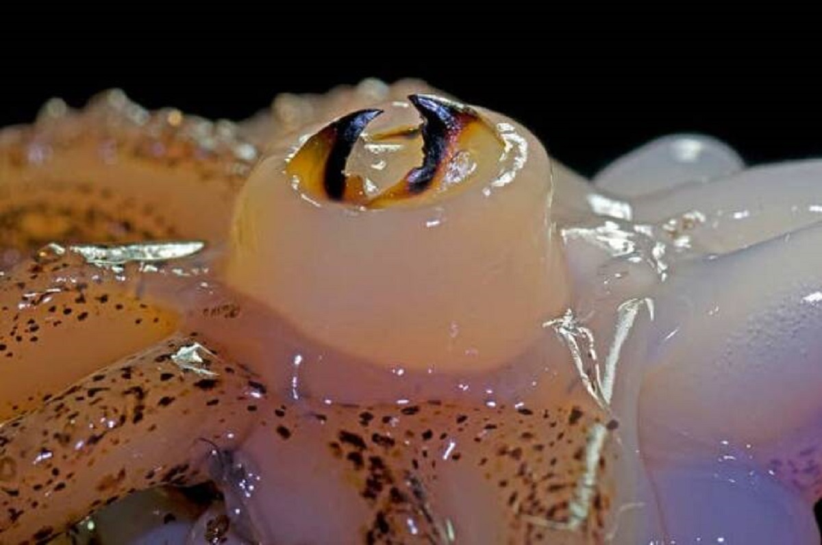 Squids have hard, sharp beaks: