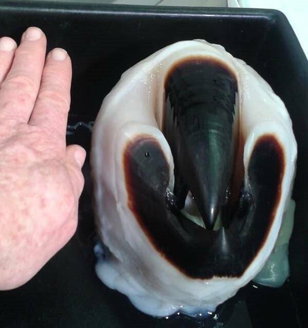 A giant squid's beak.