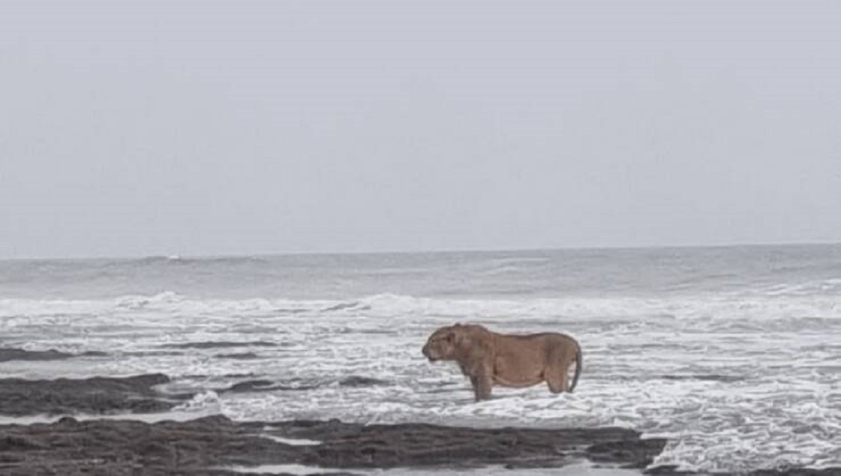 "In a rare occurrence a Girl lion captured enjoying tides of Arabian Sea on Gujarat coast"